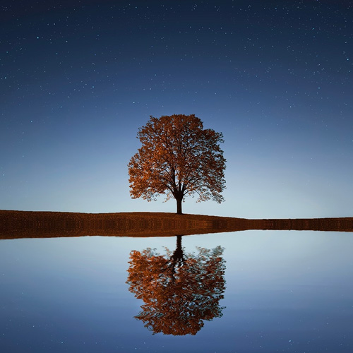 tree